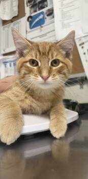 Rescue Domestic Short Hair Cats for Adoption in Bolivar, Missouri - Nugget | PetCurious