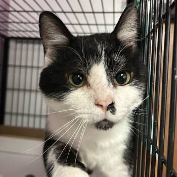 Domestic Short Hair Cats Available for Adoption in Davenport, Iowa - Funkfreed | PetCurious