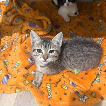 Toby -  Domestic Short Hair Cat for Adoption in Cleveland, Texas - Toby | PetCurious