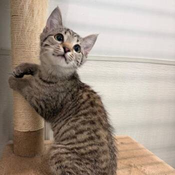 Prentiss -  Domestic Short Hair Cat for Adoption in Brownsboro, Alabama - Prentiss | PetCurious