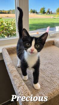 Precious -  Domestic Short Hair Cat for Adoption in Sidney, Ohio - Precious | PetCurious