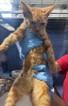 SALMON -  Domestic Short Hair Cat for Adoption in San Bernardino, California - SALMON | PetCurious