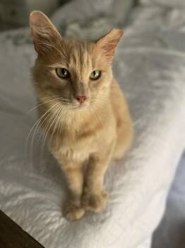 Teddy -  Domestic Short Hair Cat for Adoption in Denver, Colorado - Teddy | PetCurious