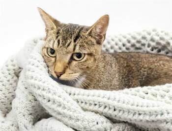 LORELAI -  Domestic Short Hair Cat for Adoption in Fort Lauderdale, Florida - LORELAI | PetCurious