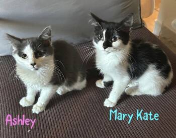 Domestic Medium Hair Cats Available for Adoption - Ashley | PetCurious