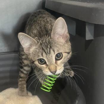 Rosie -  Domestic Short Hair Cat for Adoption in Prescott, Arizona - Rosie | PetCurious