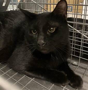 Domestic Short Hair Cats Available for Adoption in Dallas, Texas - LAPIS | PetCurious