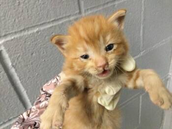 SAFFRON -  Domestic Short Hair Cat for Adoption in Thousand Palms, California - SAFFRON | PetCurious