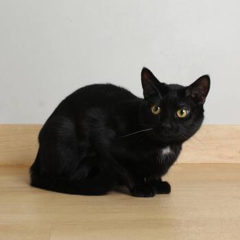Domestic Short Hair Cats Available for Adoption in Minnetonka, Minnesota - Mini Me C69474 | PetCurious