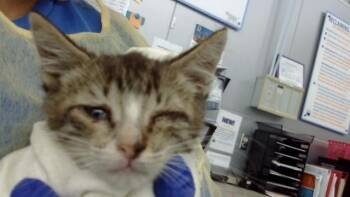 AMERICANO -  Domestic Long Hair Cat for Adoption in Dallas, Texas - AMERICANO | PetCurious