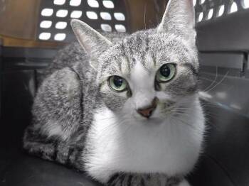 RUCHI -  Domestic Short Hair Cat for Adoption in Omaha, Nebraska - RUCHI | PetCurious