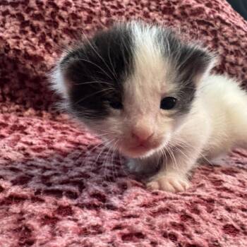 Domestic Short Hair Cats Available for Adoption in Redwood Valley, California - Hushabye | PetCurious