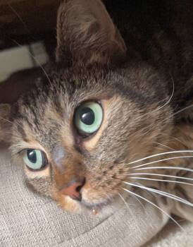 Rescue Domestic Short Hair Cats for Adoption - Frieda | PetCurious