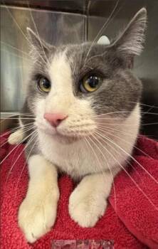 Domestic Short Hair Cats Available for Adoption - Falcon | PetCurious