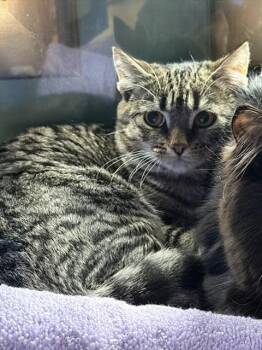 MAPLE -  Domestic Short Hair Cat for Adoption in Westminster, Maryland - MAPLE | PetCurious
