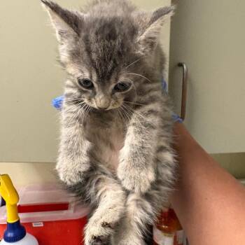 Eenie -  Domestic Short Hair Cat for Adoption in Columbus, Georgia - Eenie | PetCurious