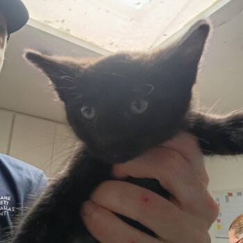 Domestic Short Hair Cats Available for Adoption in Dallas, Texas - Orlando | PetCurious
