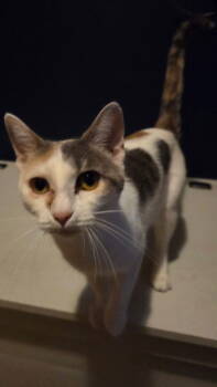 Rescue Domestic Short Hair and Calico Cats for Adoption in Columbus, Minnesota - Galadriel | PetCurious