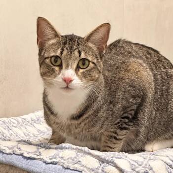 Chewy -  Domestic Short Hair Cat for Adoption in Hailey, Idaho - Chewy | PetCurious
