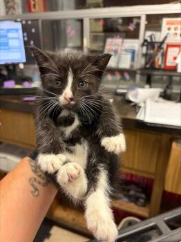 A377072 -  Domestic Short Hair Cat for Adoption in Stockton, California - A377072 | PetCurious
