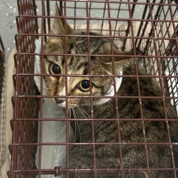 Domestic Short Hair Cats Available for Adoption - C1 | PetCurious