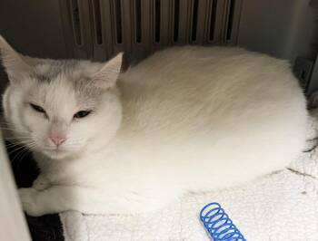 Gigi -  Domestic Short Hair Cat for Adoption in Hudson, New York - Gigi | PetCurious