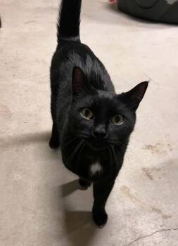 Jazz -  Domestic Short Hair Cat for Adoption in Burnaby, British Columbia - Jazz | PetCurious