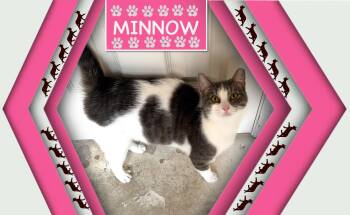 Rescue Domestic Short Hair Cats for Adoption in Spring, Texas - Minnow - Kuykendahl Petsmart | PetCurious