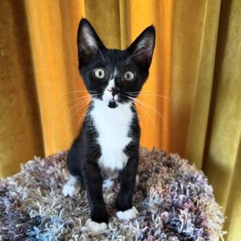 Twenty -  Domestic Short Hair Cat for Adoption in Redwood City, California - Twenty | PetCurious