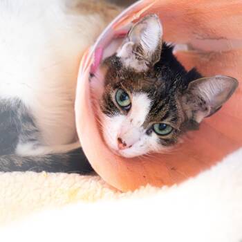 Domestic Short Hair Cats Available for Adoption in Wilmington, Delaware - Star (fka Erin Gilbert) | PetCurious