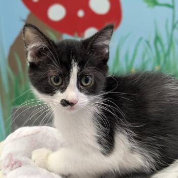 Ciabatta -  Domestic Short Hair Cat for Adoption in Hendersonville, North Carolina - Ciabatta | PetCurious