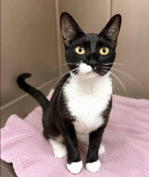 Mochi -  Domestic Short Hair Cat for Adoption in Long Beach, New York - Mochi | PetCurious