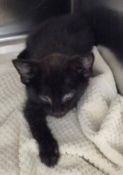DUST BUNNY -  Domestic Short Hair Cat for Adoption in Decatur, Illinois - DUST BUNNY | PetCurious
