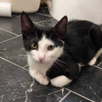 Angel Wing -  Domestic Short Hair Cat for Adoption in Toms River, New Jersey - Angel Wing | PetCurious