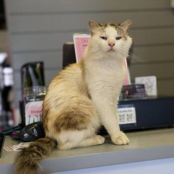 Domestic Long Hair Cats Available for Adoption in Topeka, Kansas - **Cat Cafe** Snowshoe | PetCurious