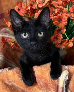 6/23/26 Cedar -  Manx Cat for Adoption in Stillwater, Oklahoma - 6/23/26 Cedar | PetCurious