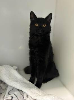 Petite grenouille -  Domestic Short Hair Cat for Adoption in Delson, Quebec - Petite Grenouille | PetCurious