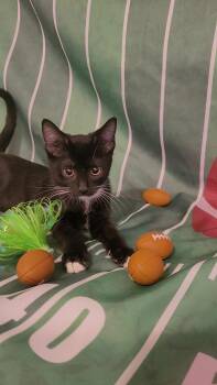 Rescue Tuxedo and Domestic Short Hair Cats for Adoption in Escalon, California - BOB "Ready For Some Fur-ball?" | PetCurious
