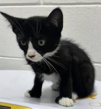 ZENZI -  Domestic Short Hair Cat for Adoption - ZENZI | PetCurious