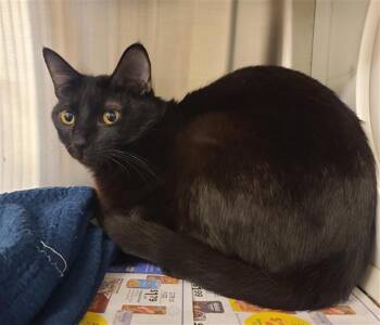 Domestic Short Hair Cats Available for Adoption in Houston, Texas - COSMIC | PetCurious