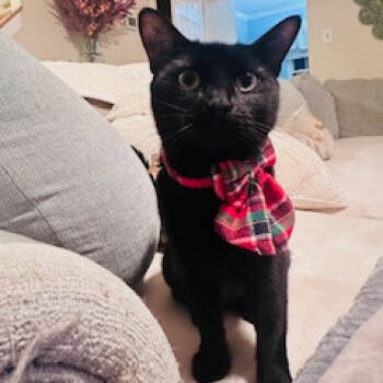 Rescue Domestic Short Hair Cats for Adoption in Abingdon, Maryland - 1125-72 Lenore | PetCurious