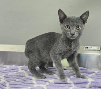 Joey -  Domestic Short Hair Cat for Adoption in Dickson, Tennessee - Joey | PetCurious