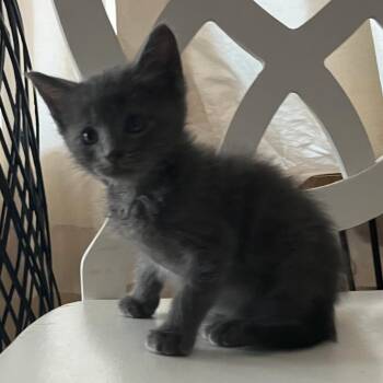 The Hulk -  Domestic Short Hair Cat for Adoption in San Antonio, Texas - The Hulk | PetCurious