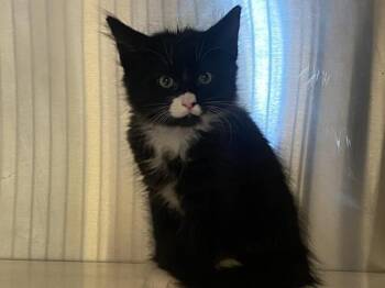 Domestic Short Hair Cats Available for Adoption in Tustin, California - ROCKET | PetCurious