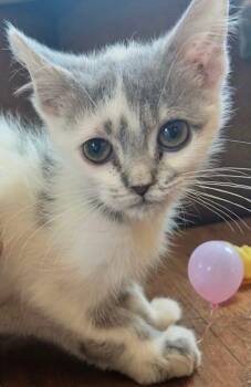 Titan -  Persian Cat for Adoption - Titan | PetCurious