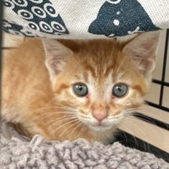 Boone -  Tabby Cat for Adoption in Fort Payne, Alabama - Boone | PetCurious
