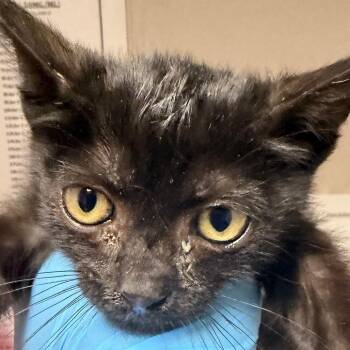 Shadow -  Domestic Short Hair Cat Available for Adoption in Yuma, Arizona - Shadow | PetCurious
