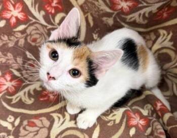 Mariam -  Domestic Short Hair Cat for Adoption in Lake Monroe, Florida - Mariam | PetCurious