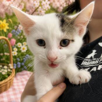 Domestic Short Hair Cats Available for Adoption in Belleville, Michigan - Paradox | PetCurious
