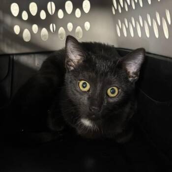 Francesca -  Domestic Short Hair Cat for Adoption in Des Moines, Iowa - Francesca | PetCurious